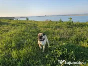Mascul Pug/Mops pedigree caut partenera-monta gratis 
