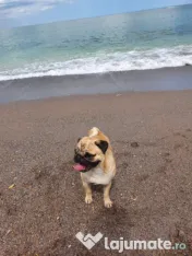 Mascul Pug/Mops pedigree caut partenera-monta gratis 