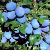 Palinca de prune 100 % naturală