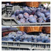 Palinca de prune 