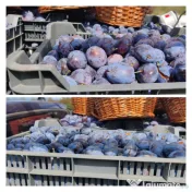Palinca de prune 