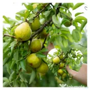 Palinca de pere bistritene 