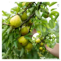 Palinca de pere bistritene