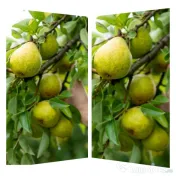 Palinca de pere bistritene 