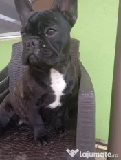 Bulldog francez 