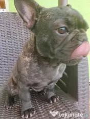 Bulldog francez 
