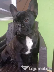 Bulldog francez 