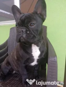 Bulldog francez