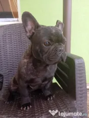 Bulldog francez 