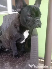 Bulldog francez 