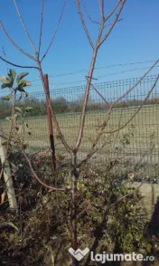 Pomi cu balot de pamant 3-4 ani 