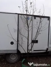 Pomi cu balot de pamant 3-4 ani 