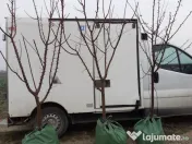 Pomi cu balot de pamant 3-4 ani 