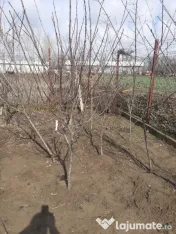 Pomi cu balot de pamant 3-4 ani 