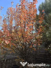 Exclusivitate! Proprietate in Sendreni, jud. Galati - 59.... 