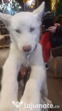 Pui husky siberian,un prieten deosebit!