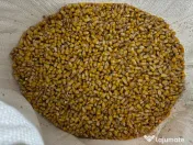 Porumb, ambalat la sac de 40 kg 