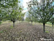 Livada+gradina, teren intravilan 2902mp, Damienesti-Bacau... 