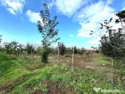 Livada+gradina, teren intravilan 2902mp, Damienesti-Bacau... 