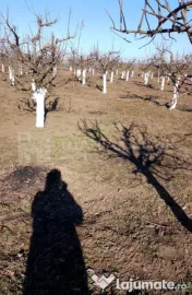 Livada+gradina, teren intravilan 2902mp, Damienesti-Bacau... 