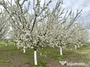 Livada+gradina, teren intravilan 2902mp, Damienesti-Bacau... 