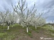 Livada+gradina, teren intravilan 2902mp, Damienesti-Bacau... 