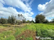 Livada+gradina, teren intravilan 2902mp, Damienesti-Bacau... 