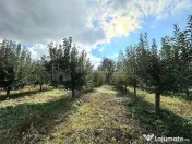 Livada+gradina, teren intravilan 2902mp, Damienesti-Bacau... 