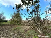 Livada+gradina, teren intravilan 2902mp, Damienesti-Bacau... 