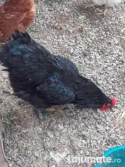 Cocos Australorp, 2 ani 