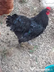 Cocos Australorp, 2 ani 
