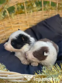 Catei din rasa Border Collie