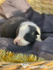 Catei din rasa Border Collie 