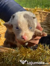 Catei din rasa Border Collie 