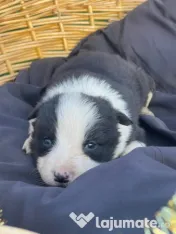 Catei din rasa Border Collie 