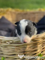 Catei din rasa Border Collie 