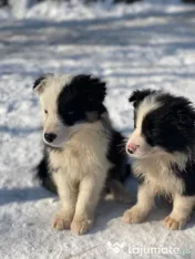Catei din rasa Border Collie 