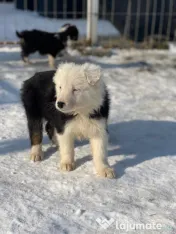 Catei din rasa Border Collie 