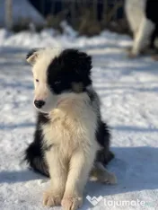 Catei din rasa Border Collie 