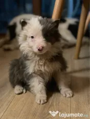 Catei din rasa Border Collie 