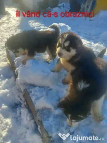 Căței husky 5/6 săptămâni