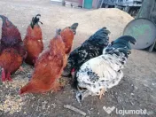 Cocoși Brahma potarnichea de anul trecut, rasa pura și vaccinați. 