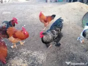 Cocoși Brahma potarnichea de anul trecut, rasa pura și vaccinați. 