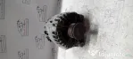 Alternator BMW X1 2.0 Motorina 2010