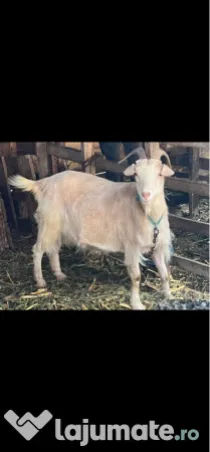 Capra si țap-pereche sau separat