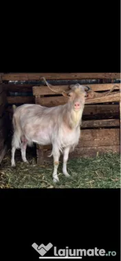 Capra si țap-pereche sau separat 