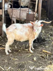 Capra si țap-pereche sau separat 