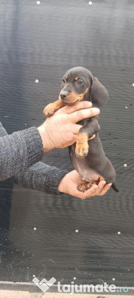 Pui Teckel băiețel cu pete de foc