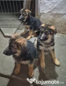 Pui Ciobănesc German cu Pedigree