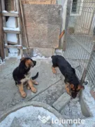 Pui Ciobănesc German cu Pedigree
